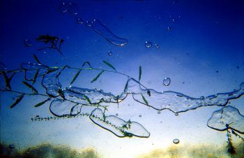 thin ice is the best bacground to take underwater landsca... by Lukasz Oluke Oganowski 